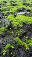 Vibrant green moss and small plants grow on wet soil photo