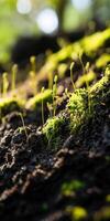 New growth emerges from soil in a lush environment photo