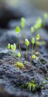 New plant growth emerging from rocky soil in nature photo