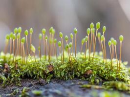 New growth emerging from moss on forest floor photo