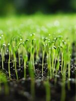 Green seedlings growing in rich soil under sunlight photo