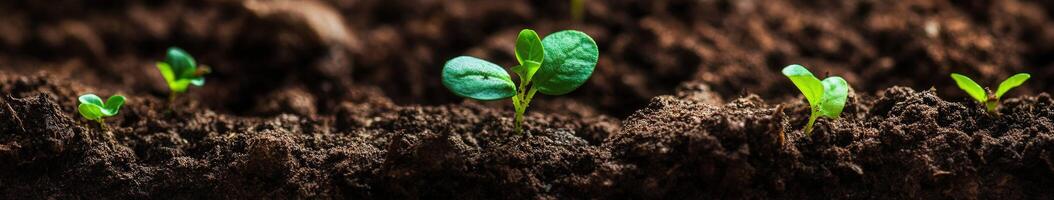 New sprouts emerging from dark soil in spring sunlight photo