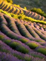 Lavender fields in bloom during sunset photo