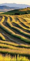 Lavender fields stretch across rolling hills at sunset photo