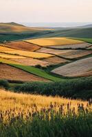 Vibrant landscape of golden fields at sunset photo