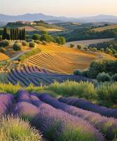 Lavender fields under a golden sunset in Tuscany photo