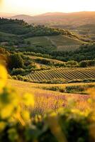 Sunset over rolling vineyards in Tuscany photo