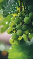 Fresh green grapes growing in a vineyard during summer photo