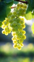 Fresh green grapes hang from a vine in sunlight photo