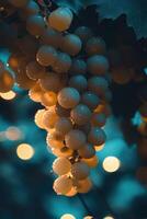 Bunch of fresh grapes glistening in soft light photo