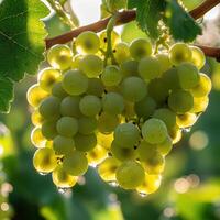 Fresh green grapes hanging on the vine in sunlight photo