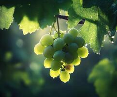 A bunch of grapes hanging from a tree photo