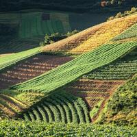 Rolling hills showcase vibrant agricultural fields at dusk photo