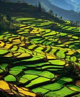 Vibrant terraced rice fields in the mountains photo