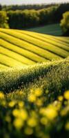 Golden fields showcase vibrant greenery during sunset photo