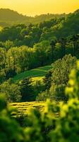 Lush green hills under golden sunlight in a serene landscape photo