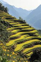 Vibrant terraced fields capture morning light in mountains photo