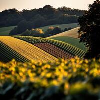 Rolling hills and lush fields at sunset in countryside photo
