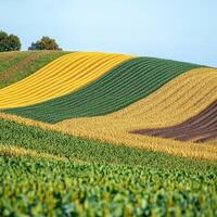 Vibrant fields display stripes of colorful crops in autumn photo