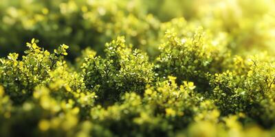 Close-up view of vibrant green foliage in sunlight photo