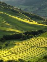 Rolling green hills with golden sunlight in a valley photo