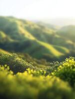 Lush green hills under soft sunlight in a serene landscape photo