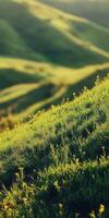 Rolling hills covered in lush green grass during golden hour photo