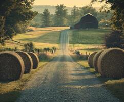 Farm road lined with hay bales under evening light photo