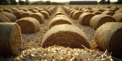 Harvested straw bales in a rural field at sunset photo