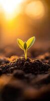 Small plant sprouting in soil at sunset photo