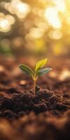 New plant sprout emerging from fertile soil at dusk photo
