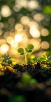 New plant sprout grows in beautiful sunlight photo