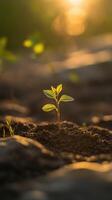 New plant sprout emerging in soft sunlight at dawn photo