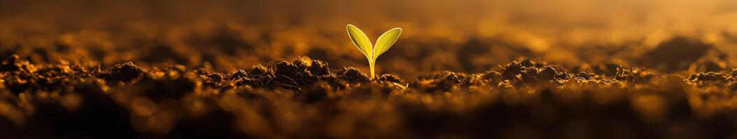 Small seedling emerges from rich soil at sunrise photo