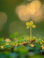 Small clover plant growing in sunlight with soft background photo