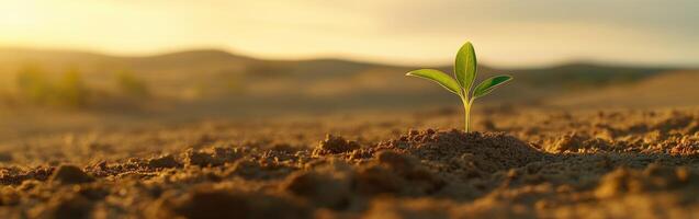 New plant emerges from dry soil in sunset glow photo