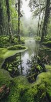 Misty forest with tranquil pond in early morning light photo