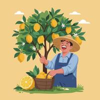 Harvesting Ripe Lemons Farmer Smiling Next to Lemon Tree with Basket vector