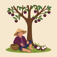 Man Gathering Mangosteens Underneath Tree Illustration in Harvest Time vector