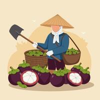 Harvesting Mangosteen Fresh Fruit From the Orchard with Shovel vector