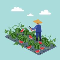Farmer Harvesting Watermelons with Pruning Shears in a Field on Sunny Day vector