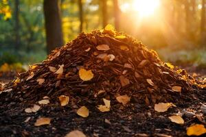 Autumn Leaves and Mulch Pile in Sunlit Forest - Nature Background for Seasonal Design photo