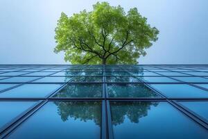 Nature Meets Architecture Tree Reflection on Modern Glass Building Facade photo