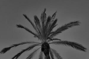 Monochrome Palm Tree Silhouette Against Dusk Sky for Nature and Design Projects photo