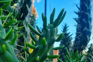 Macro View of Vibrant Cacti with Spikes Against Blue Sky - Nature and Botanical Photography photo