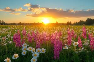 Sunset Over Lupine and Daisy Meadow Nature's Tranquil Beauty for Wall Art and Prints photo