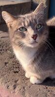 cat and cat come to each other to sit on asphalt cute gray cat is lay down under tree behind house in outdoor and summer atmosphere and smell the leaf and lick its fur the cat look very serious video