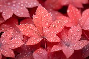 Vibrant Red Maple Leaves with Dew Drops Nature's Autumn Beauty photo