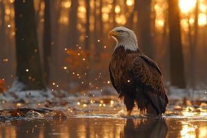 Majestic Bald Eagle in Autumn Forest at Golden Hour for Wildlife Photography and Design photo