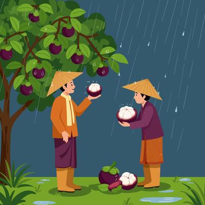 Farmers Harvesting Mangosteen Fruit in Rain Under Tree Illustration